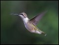 _3SB7604 rufous hummingbird female